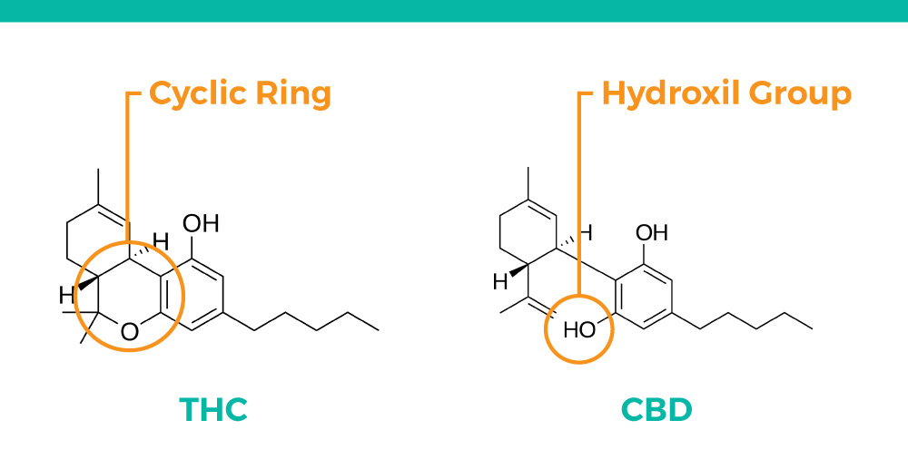 CBD Vs THC: What Are The Main Differences? | CBD Cargo